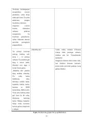 Konkurencingumo rinkoje ypatumai 20 puslapis