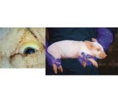 Paršelių lipidozė 9 puslapis