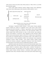 Lietuvos vidaus turizmo veiklos sąsajos su šalies ekonominiais rodikliais 12 puslapis