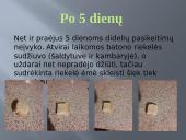 Pelėsio auginimas 11 puslapis