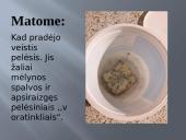 Pelėsio auginimas 13 puslapis