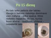 Pelėsio auginimas 14 puslapis