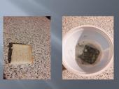 Pelėsio auginimas 15 puslapis