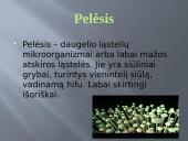 Pelėsio auginimas 3 puslapis