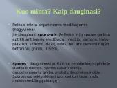 Pelėsio auginimas 5 puslapis