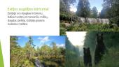Baltijos šalių gamta (skaidrės) 9 puslapis
