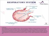 Anatomy Physiology 11 puslapis