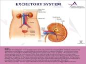 Anatomy Physiology 14 puslapis