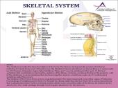 Anatomy Physiology 3 puslapis