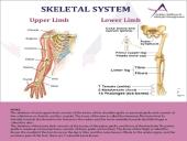 Anatomy Physiology 4 puslapis