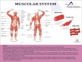 Anatomy Physiology 5 puslapis