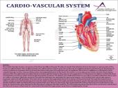 Anatomy Physiology 7 puslapis
