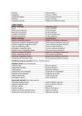 Nugaros smegenys (konspektas) 4 puslapis