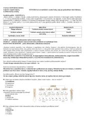 Viduramžių konspektas pagal naujausią egzaminų programą 7 puslapis