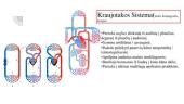 Žmogaus kraujotakos sistema 7 puslapis