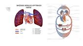 Žmogaus kraujotakos sistema 9 puslapis
