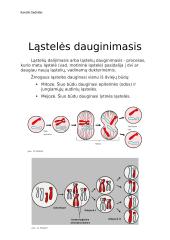 Virtuali kelionė po ląsteles 12 puslapis