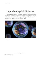 Virtuali kelionė po ląsteles 3 puslapis