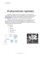 Virtuali kelionė po ląsteles 6 puslapis