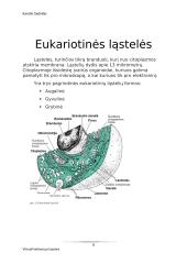 Virtuali kelionė po ląsteles 7 puslapis
