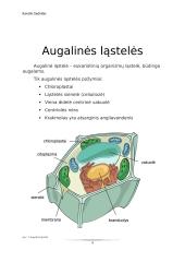 Virtuali kelionė po ląsteles 8 puslapis