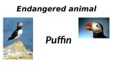 Endangered animal - Puffin