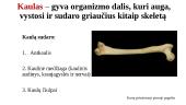 Kaulų sandara 3 puslapis