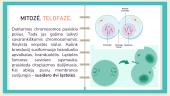Mitozė ir mejozė. Skaidrės 11 puslapis