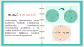 Mitozė ir mejozė. Skaidrės 16 puslapis