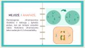 Mitozė ir mejozė. Skaidrės 17 puslapis