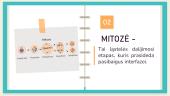 Mitozė ir mejozė. Skaidrės 5 puslapis