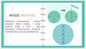 Mitozė ir mejozė. Skaidrės 9 puslapis