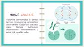 Mitozė ir mejozė. Skaidrės 10 puslapis