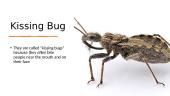 Kissing Bug  2 puslapis