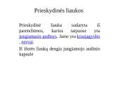 Prieskydinių liaukų hormonai 2 puslapis