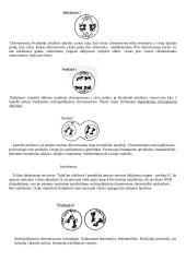 Lytinių ląstelių susidarymas. Mejozė   2 puslapis