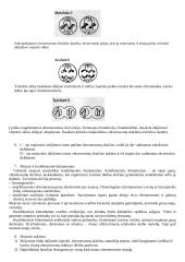 Lytinių ląstelių susidarymas. Mejozė   3 puslapis