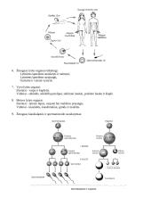Spermatogenezė ir oogenezė (Lytinių ląstelių susidarymas. Žmogaus gyvenimo ciklas) 2 puslapis