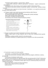 Spermatogenezė ir oogenezė (Lytinių ląstelių susidarymas. Žmogaus gyvenimo ciklas) 3 puslapis