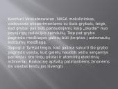 Černobylio grybai 3 puslapis