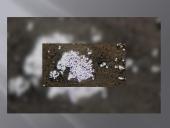 Černobylio grybai 6 puslapis