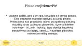 Skruzdelės ir jų rūšys 13 puslapis