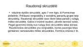 Skruzdelės ir jų rūšys 7 puslapis