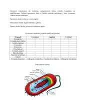 Ląstelės biologijos konspektas 11 puslapis
