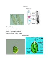 Ląstelės biologijos konspektas 15 puslapis