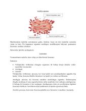 Ląstelės biologijos konspektas 5 puslapis
