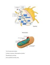 Ląstelės biologijos konspektas 6 puslapis