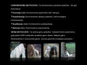 Mutacijos - skaidrės 10 puslapis