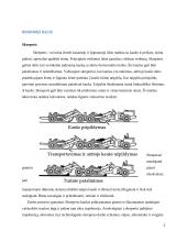 Kursinis projektas. Skreperis 2 puslapis