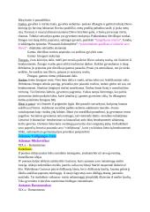 Autoriai. Konspektas 4 puslapis